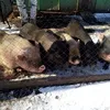 продаю свиней живым весом и мясом в Дзержинске