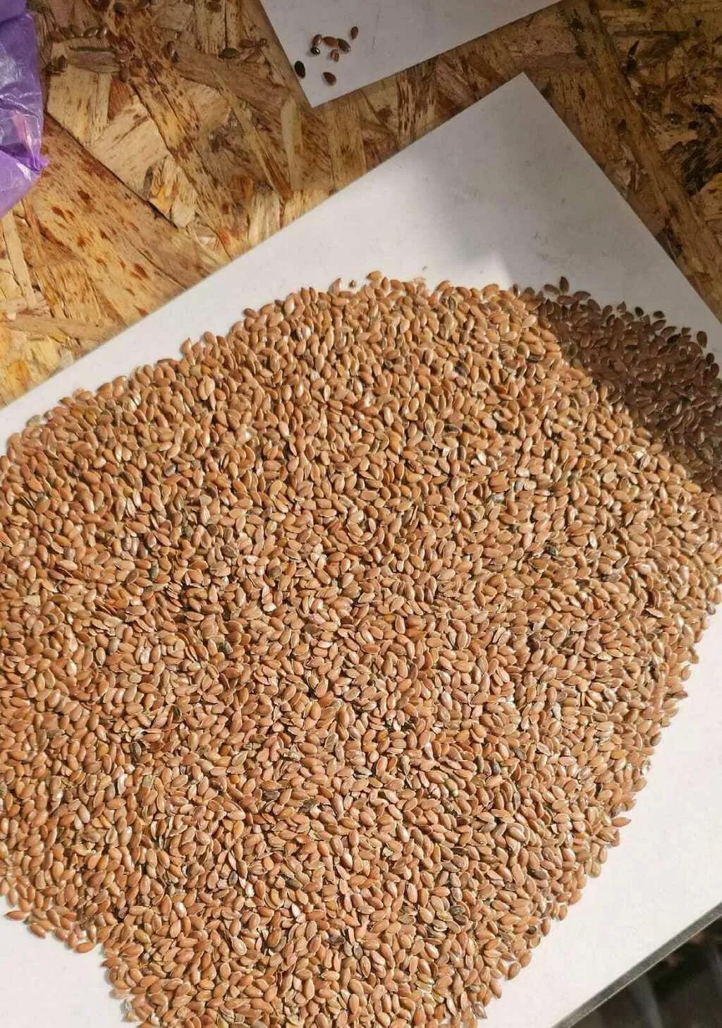 Фотография продукта Семена лена с доставкой на китай 