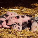 Вспышка африканской чумы свиней зарегистрирована в Нижегородской области