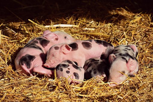 Вспышка африканской чумы свиней зарегистрирована в Нижегородской области  