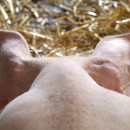 Вспышка африканской чумы свиней выявлена в Нижегородской области