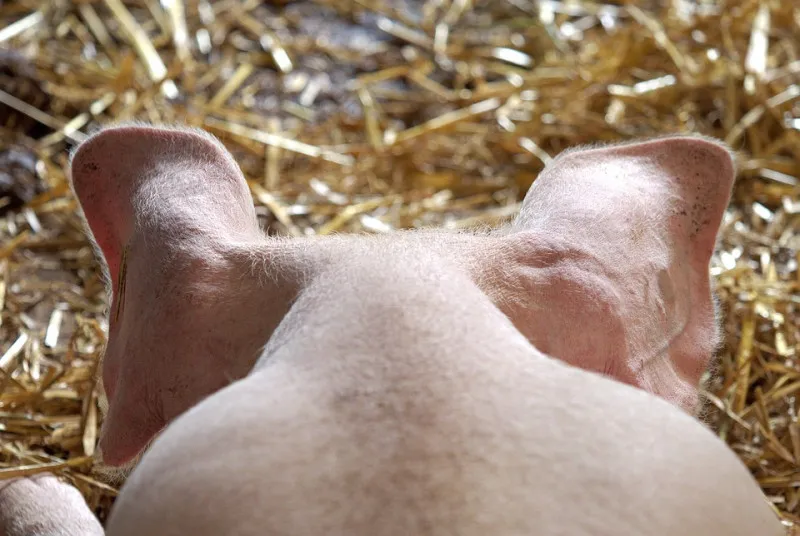 Вспышка африканской чумы свиней выявлена в Нижегородской области