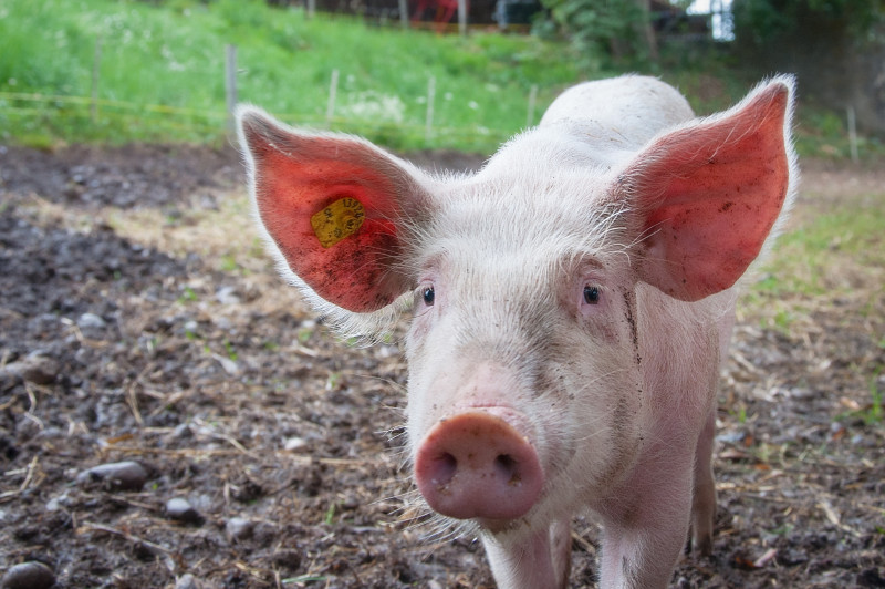 Пятая вспышка африканской чумы свиней зарегистрирована в Нижегородской области  