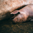 Вспышка африканской чумы свиней зарегистрирована в Кстове