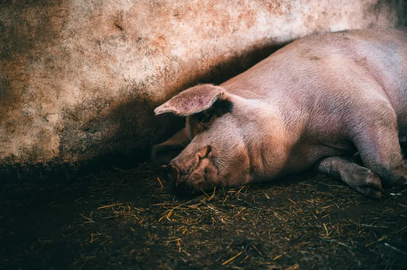 Вспышка африканской чумы свиней зарегистрирована в Кстове