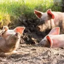 RBPI планирует ввести два свинокомплекса в Нижегородской области в 2022 г.