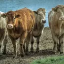 Число очагов лейкоза крупного рогатого скота выросло почти в 8 раз в Нижегородской области