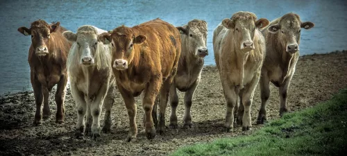 Число очагов лейкоза крупного рогатого скота выросло почти в 8 раз в Нижегородской области