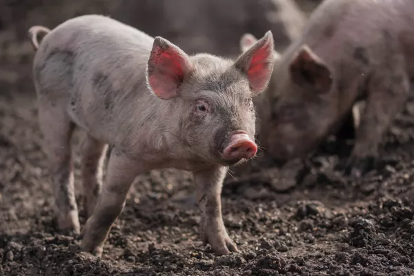 Поголовье свиней и птицы увеличилось в Нижегородской области