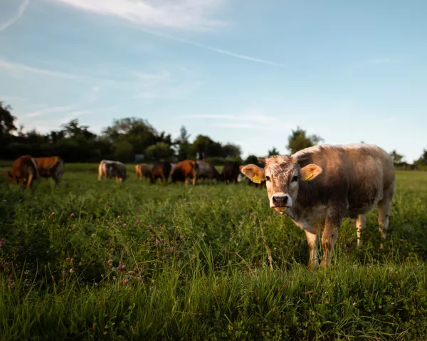 В Нижегородской области выросло производство молока и мяса