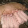 свиньи разных пород  в Нижнем Новгороде и Нижегородской области