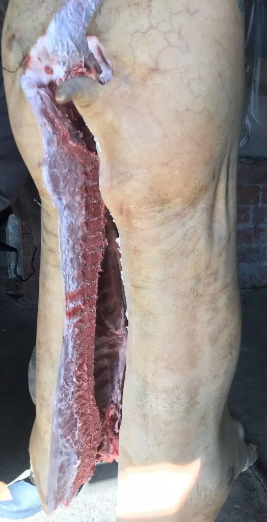 фотография продукта Мясо свинины в тушах  опт/розн паленка