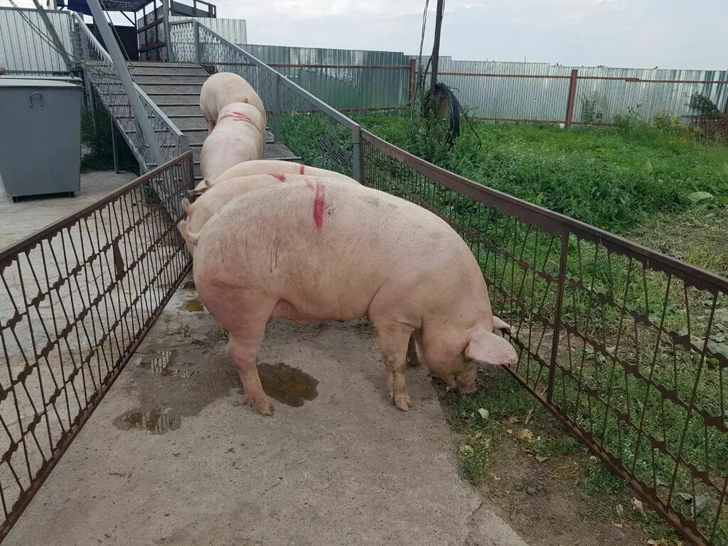 свиньи 80 - 300 кг.поросята 5-60 кг. в Москве и Московской области 7