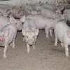 легкое свиное в Нижнем Новгороде