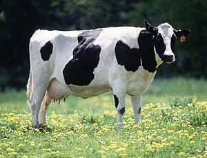 фотография продукта Коровы 1 категории