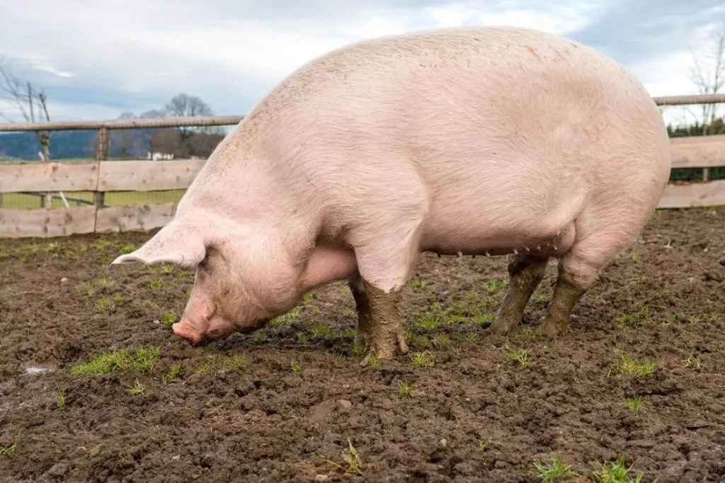 фотография продукта Свинья домашняя крупная жирная