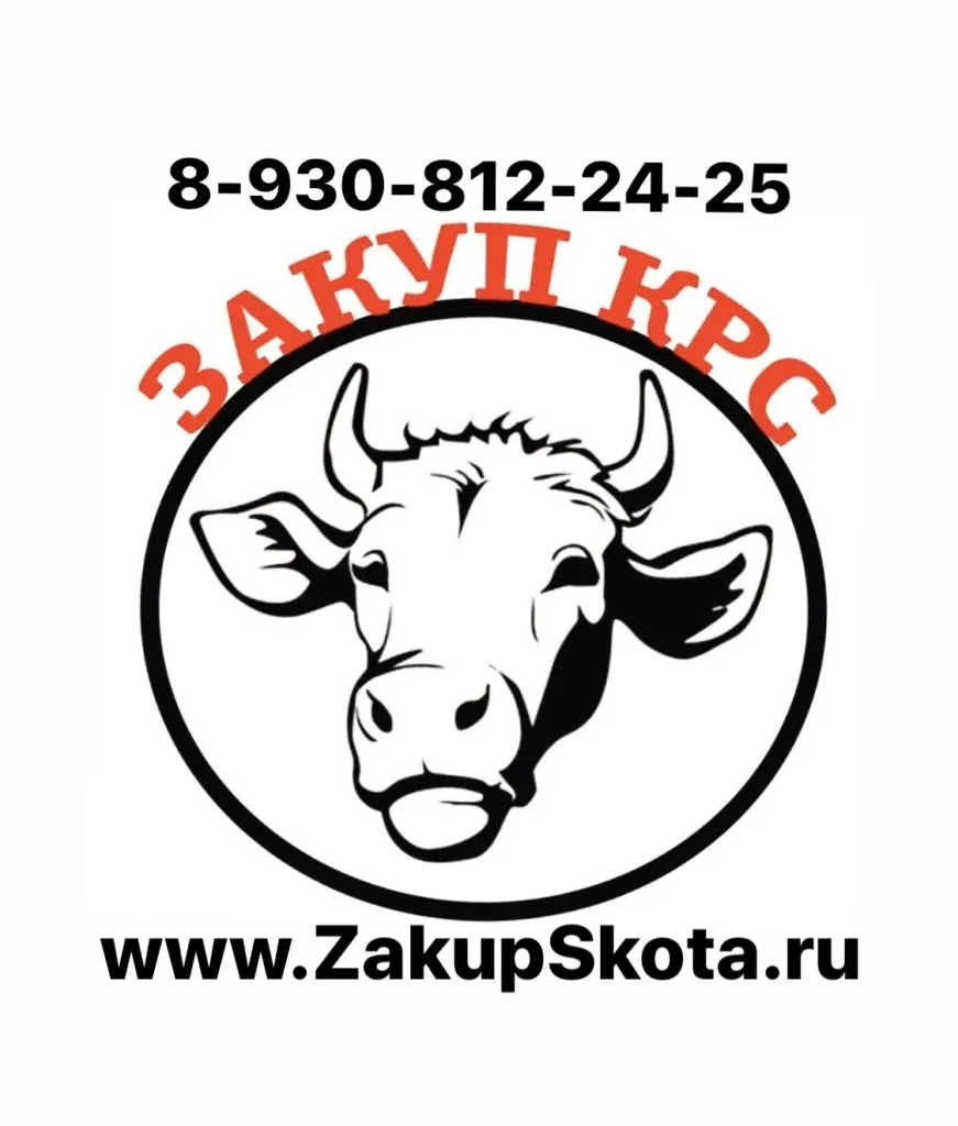 закупаем КРС коровы быки телки по РФ  в Нижнем Новгороде