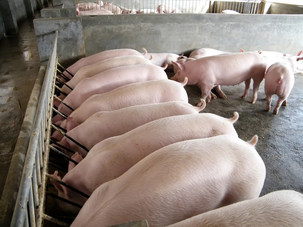 фотография продукта Продаем свинину живым весом (ЖИВОК)