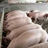 продаем свинину живым весом (ЖИВОК) в Кстове