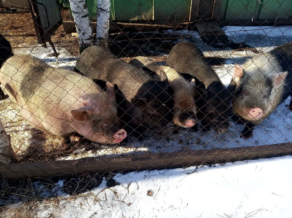 фотография продукта Продаю свиней живым весом и мясом