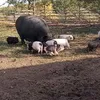 продаю свиней живым весом и бычка в Дзержинске 3