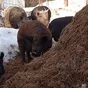 стадо свиней в Дзержинске