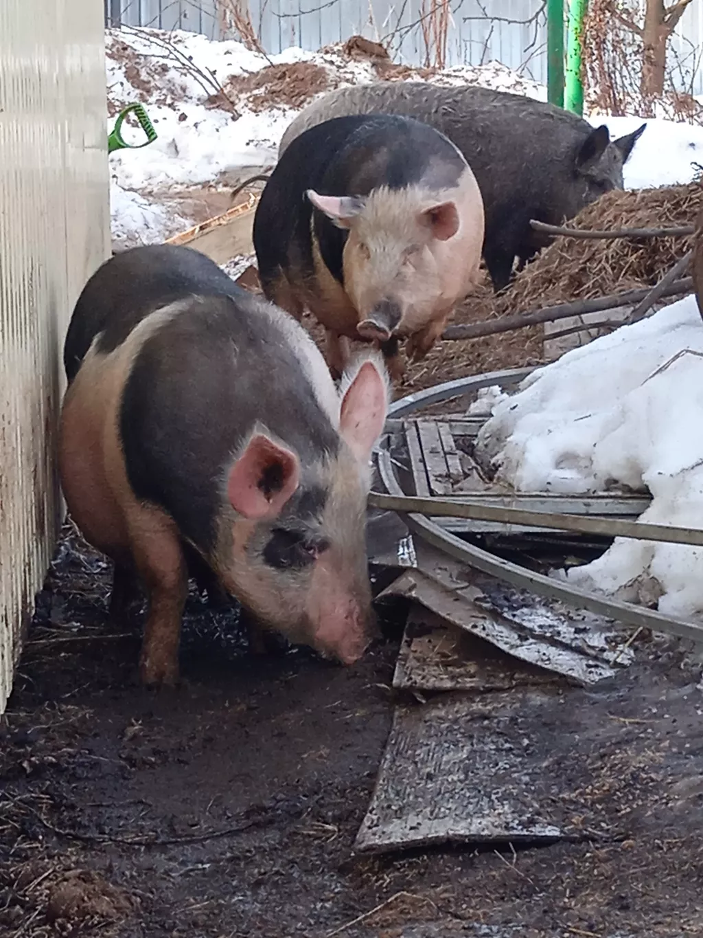 стадо свиней в Дзержинске 2
