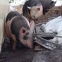 стадо свиней в Дзержинске 2